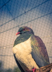 The New Zealand pigeon or kereru (Hemiphaga novaeseelandiae) is a bird endemic to New Zealand.