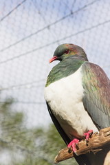 The New Zealand pigeon or kereru (Hemiphaga novaeseelandiae) is a bird endemic to New Zealand.
