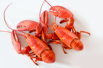 two lobster top view isolated on a white background as fresh seafood or shellfish food concept as a complete red shell crustacean isolated on a white background.