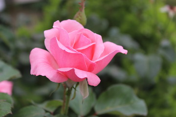 pink rose