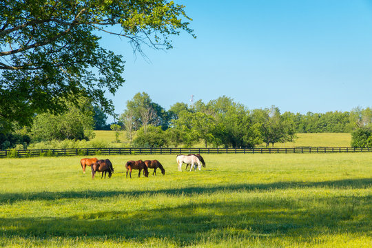 Fototapeta Horses at green pastures of horse farms.