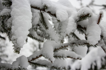 The branches of the fir trees under snow after a snowfall