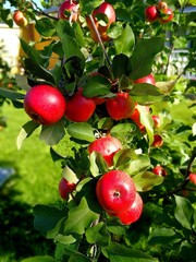 Apple tree