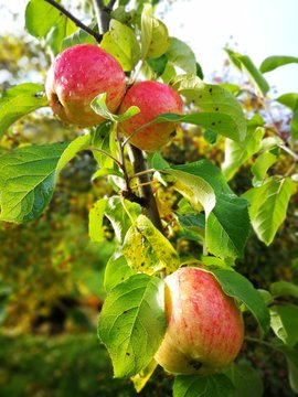 Apple tree with ripe fruits