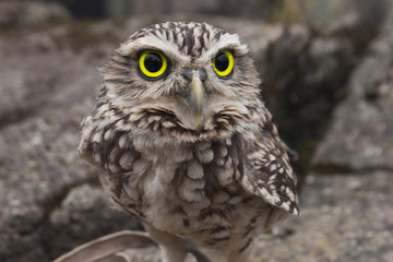 Burrowing Owl on rocks