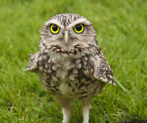 Burrowing Owl on rock grass background