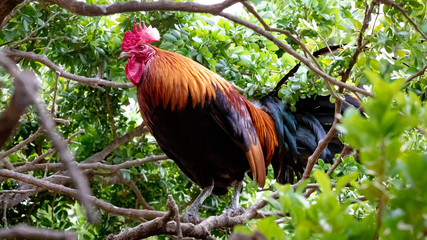 Key West Rooster