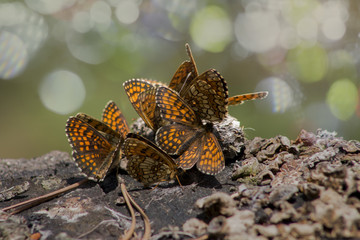 motyl, butterfly