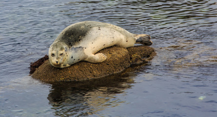 Seal on rock 