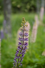 Lupinus
