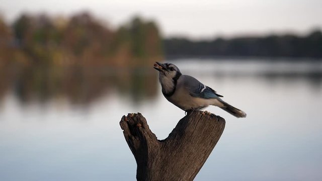 Blue jay with a lake in the background jams nuts into its crop then flies away.
