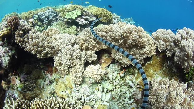 Banded Sea Krait Swimming and Hunting Underwater