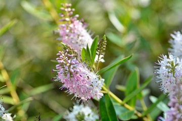 Gros plan sur des fleurs de Véronique