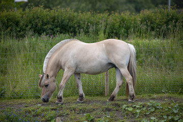 Obraz na płótnie Canvas Horse at Visit farm in Trondheim Norway - Voll gård – The entire town's farm
