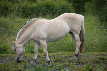 Obraz na płótnie Canvas Horse at Visit farm in Trondheim Norway