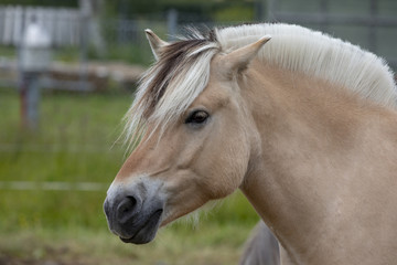 Obraz premium Horse at Visit farm in Trondheim Norway