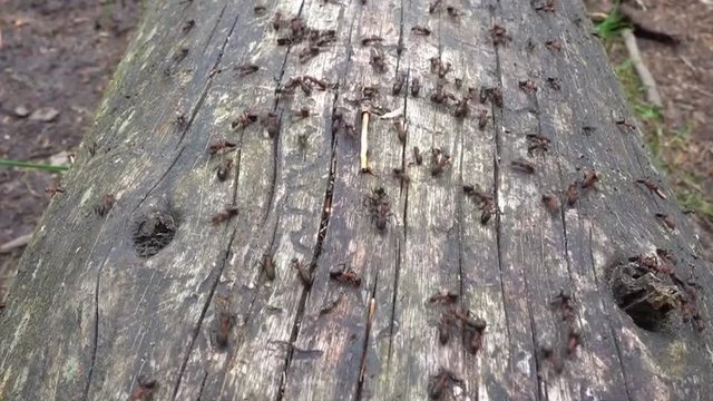 Busy wood ants on an ant highway on a tree trunk.