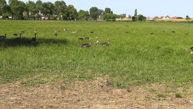 Anser fabalis, Bean Goose, Lower rhine family on the nature reserve field in Austria