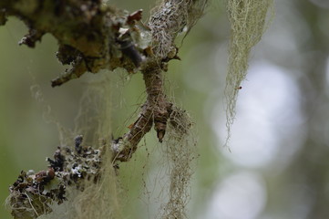 lichen