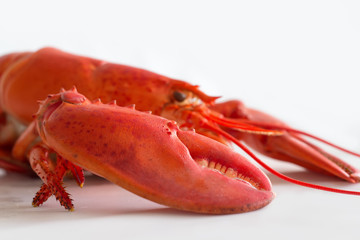 Lobster claw .Close-up. Isolated on white background