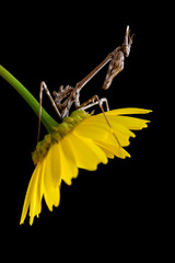 insect empusa pennata in a yellow Daisy, isolated on black background with space for text