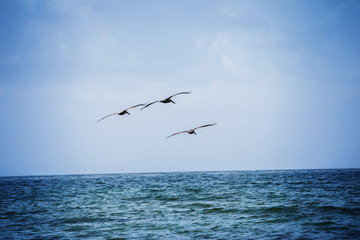 Three Brown Pelicans Flying Over The Ocean