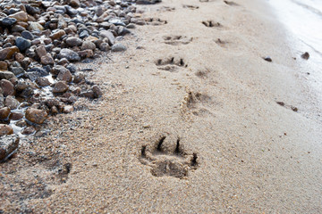 Footprint of an animal in the sand on the beach