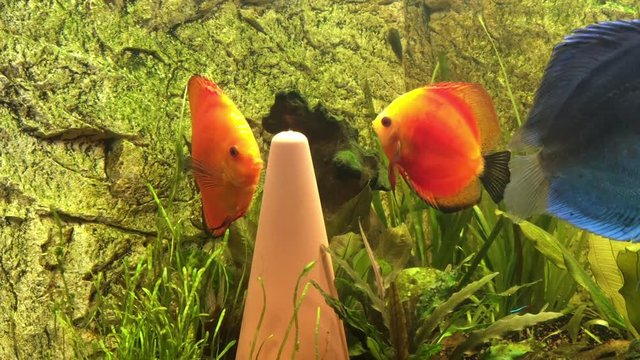 Diskusfische, P&auml;rchen beim balzen und Diskuskegel reinigen