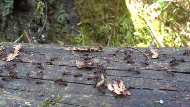 Busy wood ants on an ant path on a tree trunk.