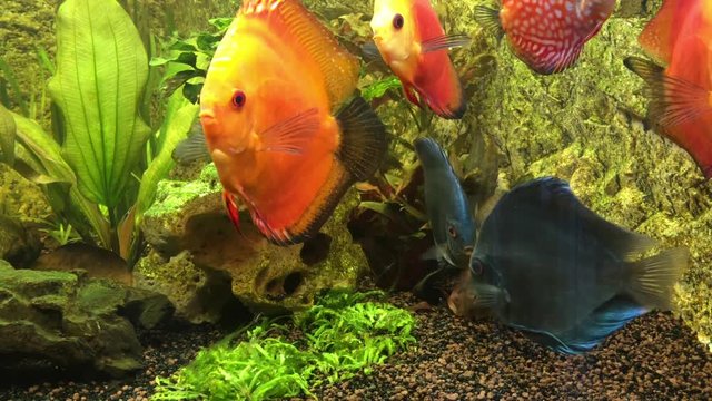 Diskusfisch, Diskusfische im Aquarium, Fische 