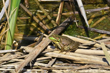 Green frog, male, with yellow throat during breeding season, Ontario, Canada 