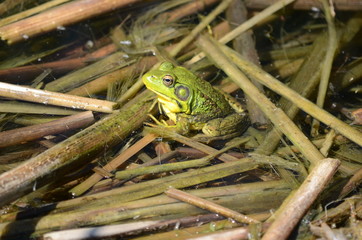 Naklejka premium Green frog, male, with yellow throat during breeding season, Ontario, Canada 