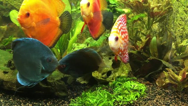 Diskusfisch, Diskusfische im Aquarium, Fische 