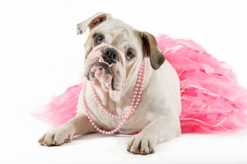 bulldog wearing a ballet skirt and pink necklace with white background