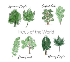 Obraz premium watercolor trees and leaves collection. hand drawn forest tree and leaf sketch