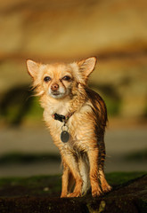 Chihuahua dog outdoor portrait standing