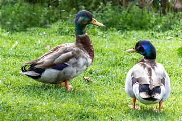 Two ducks at zoo 