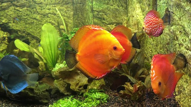 Diskusfisch, Diskusfische im Aquarium, Fische 