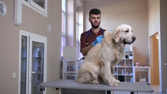 Young male vet holding syringe with needle and making vaccine injection to dog's scruff of neck. Beautiful golden retriever sitting on exam table getting annual vaccination at pet care clinic