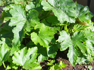 A close up of a blooming plant of vegetable marrow texture background