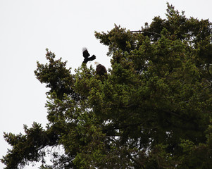 Eagle Threatens Crow