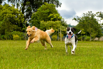 dogs running at the park on a sunny day