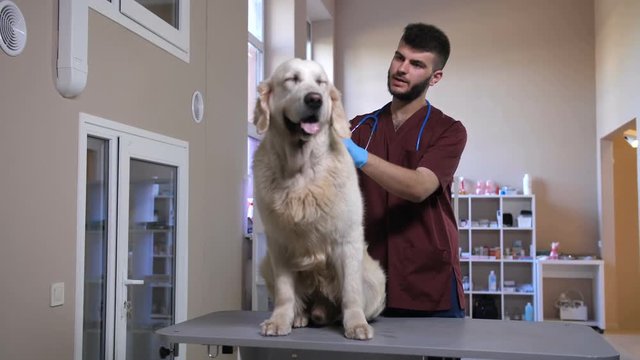 Cute adult golden retriever during visit at veterinary clinic. Bearded male vet taking a syringe with needle and injecting dog with vaccine during annual vaccination at pet care hospital