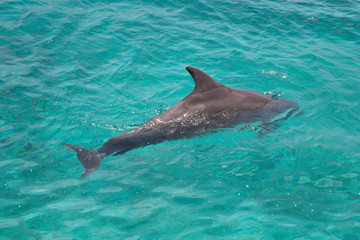 Fototapeta premium Delfin in wunderschönem Meerwasser
