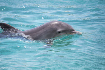 Hübscher Delfin-Kopf