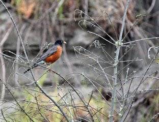 Profile of Robin with Grubs in Beak