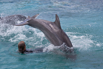 Delfin taucht neben Trainer ins Wasser ein