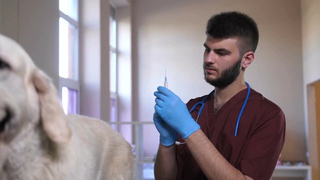 Closeup of young bearded male vet doctor with syringe and needle making an injection to dog's hip. Gorgeous golden retriever being vaccinated during checkup at pet care hospital by vet specialist.