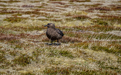 Beautiful wild skua in Iceland
