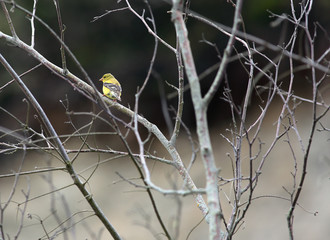American Goldfinch Perches on barren tree branch